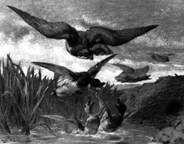 Aigle attaquant des canards par Philibert Léon Couturier
