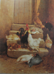 Poules et coq sur un escalier